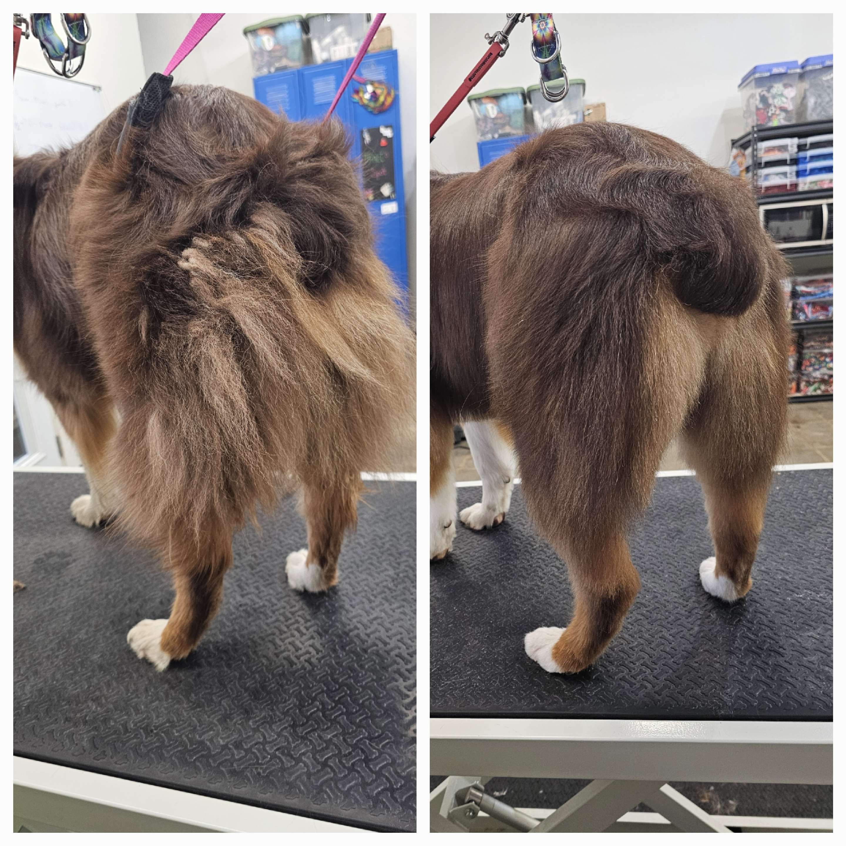 Dog Grooming Fayetteville Ar