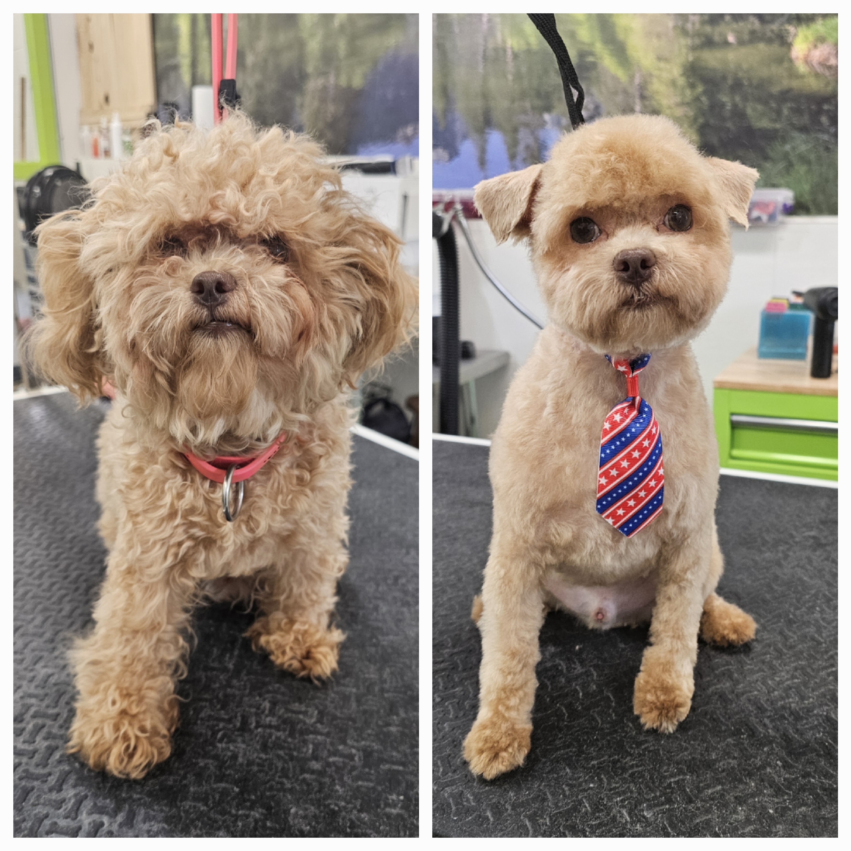 Dog Grooming Fayetteville Ar
