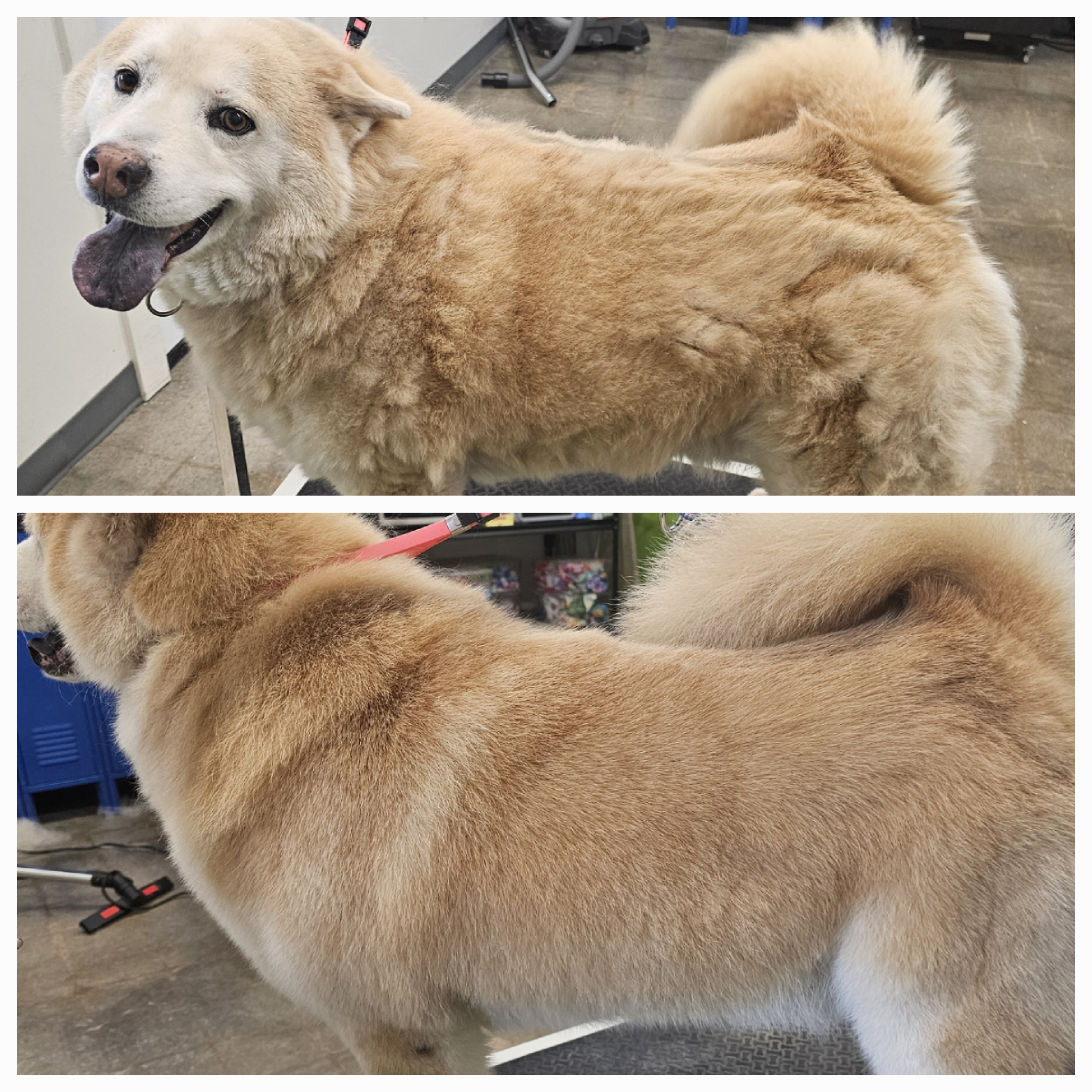 Dog Grooming Fayetteville Ar